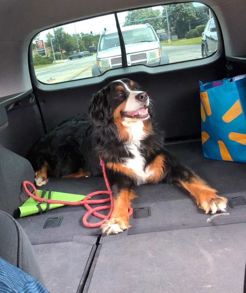 An adult extra large-sized female Bernese Mountain Dog dog named Winnie for adoption in Wheaton, IL
