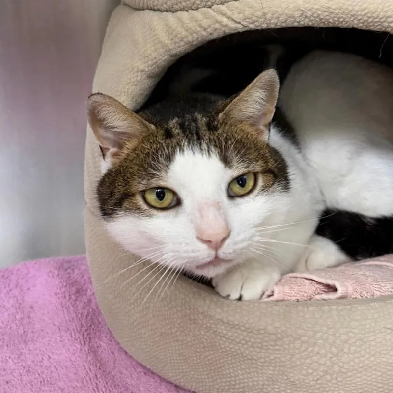 An adult medium-sized male Domestic Short Hair cat named Camper for adoption in State College, PA