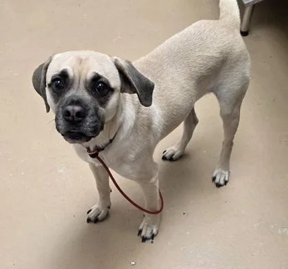 An adult medium-sized male Pug dog named Bruce for adoption in Phoenix, AZ