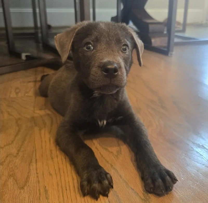 Kylo
