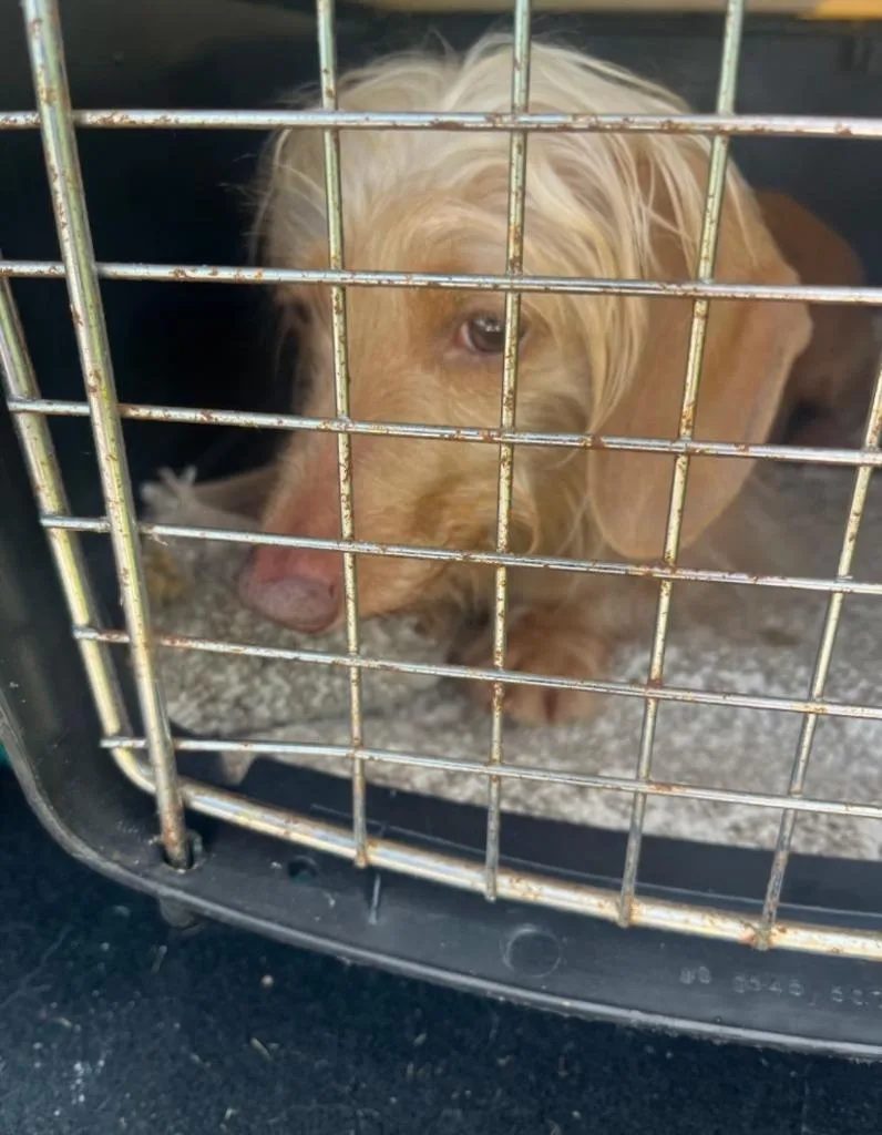 An adult medium-sized female Dachshund dog named AD Molly for adoption in Ashland, WI