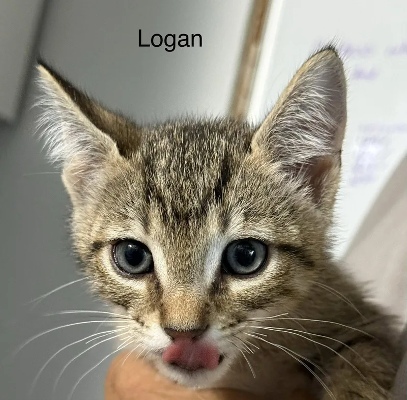 Logan .. thumbnail 2
