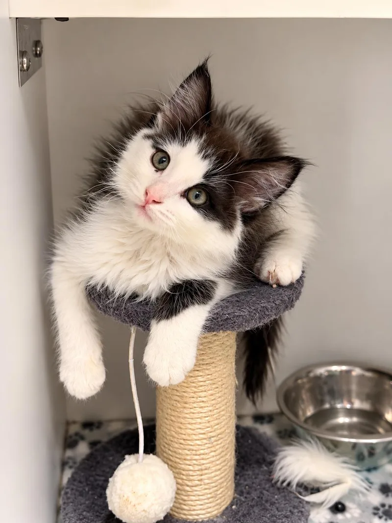 A baby small-sized male Domestic Medium Hair cat named Bud for adoption in Rio Linda, CA