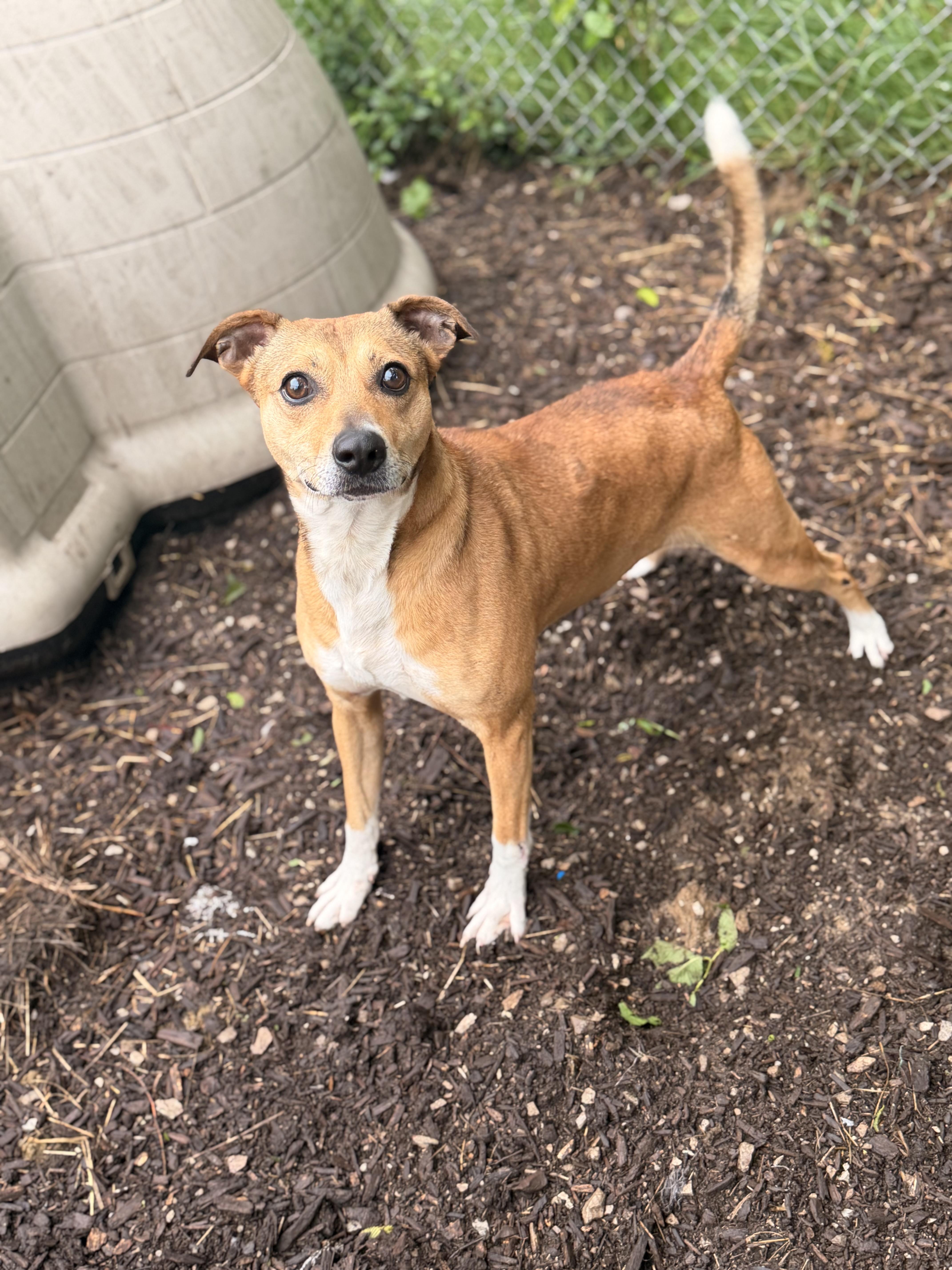 An adult medium-sized male Yellow / Tan / Blond / Fawn Hound dog named Tanner for adoption in Lawrenceburg, KY