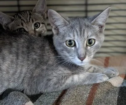 A young small-sized female Domestic Short Hair cat named Francisco for adoption in Missoula, MT