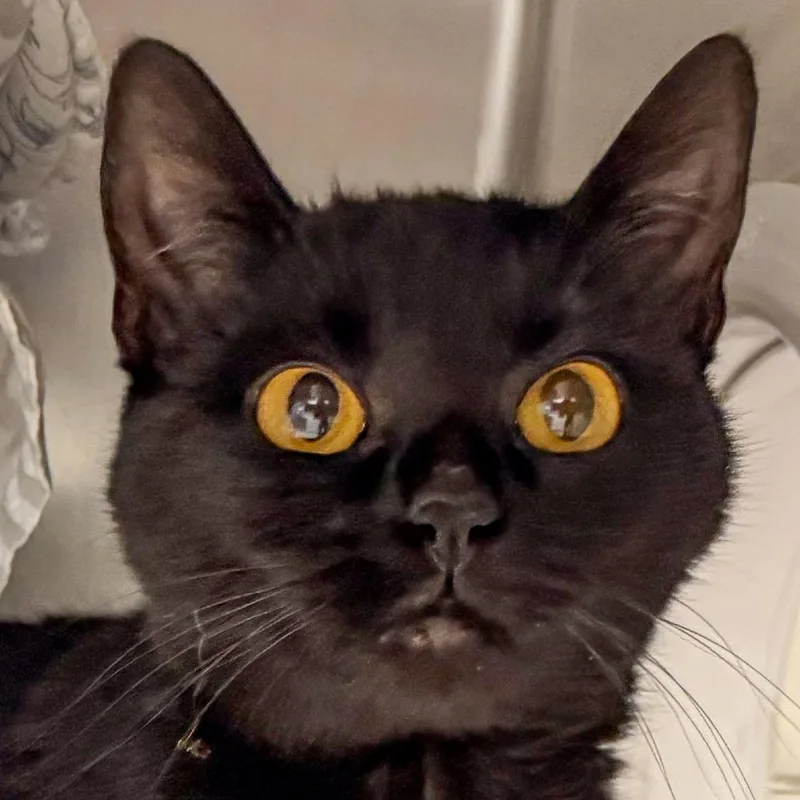 A young medium-sized female Black Domestic Short Hair cat named Gypsy for adoption in Kennebunk, ME