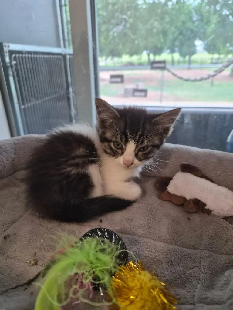A baby small-sized female Domestic Short Hair cat named Fairy for adoption in Mustang, OK