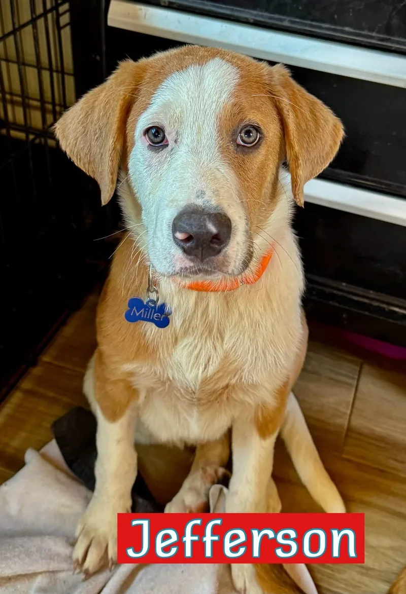 A baby large-sized male Hound dog named Jefferson for adoption in Keller, TX