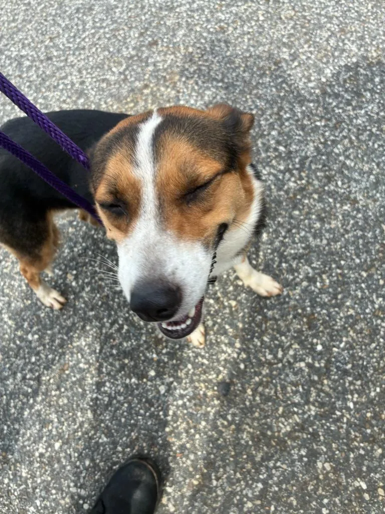 A young medium-sized female Collie dog named Gabby for adoption in Winder, GA
