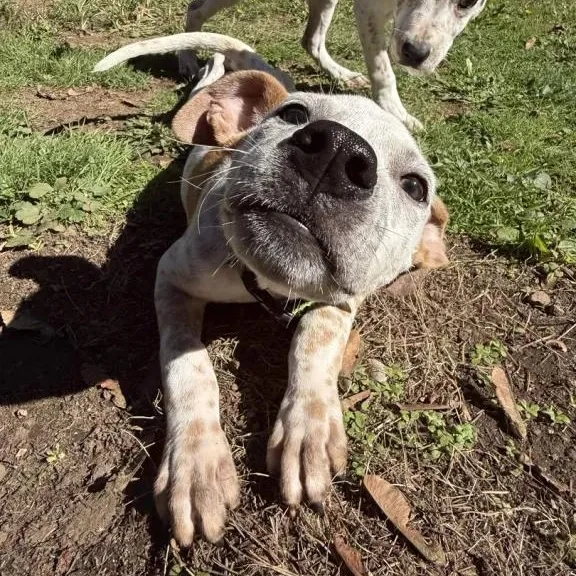 A baby medium-sized female Australian Cattle Dog / Blue Heeler dog named Audi for adoption in Mount Vernon, WA