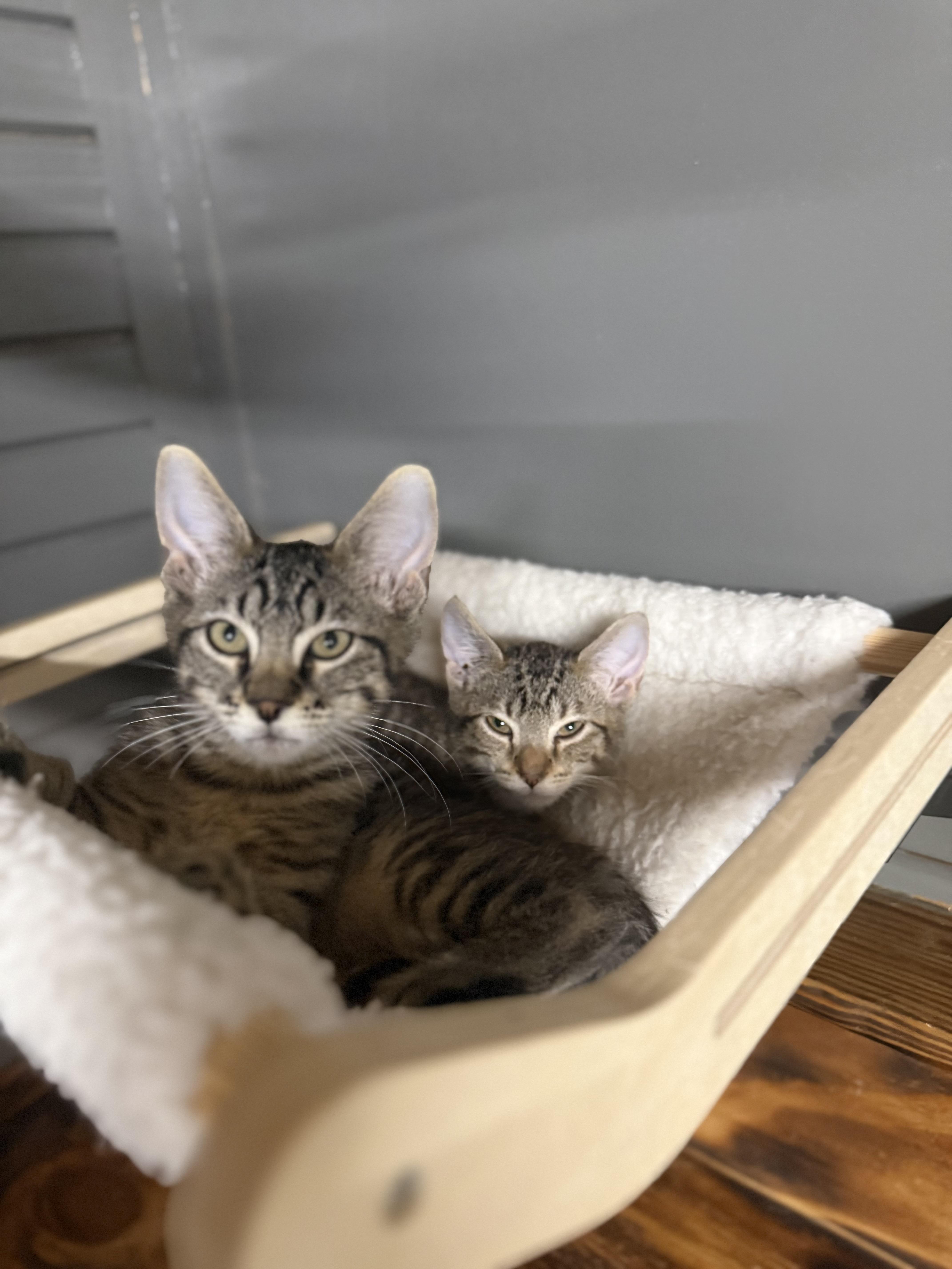 A baby small-sized female Tabby (Buff / Tan / Fawn) Domestic Short Hair cat named Brie for adoption in Houston, TX
