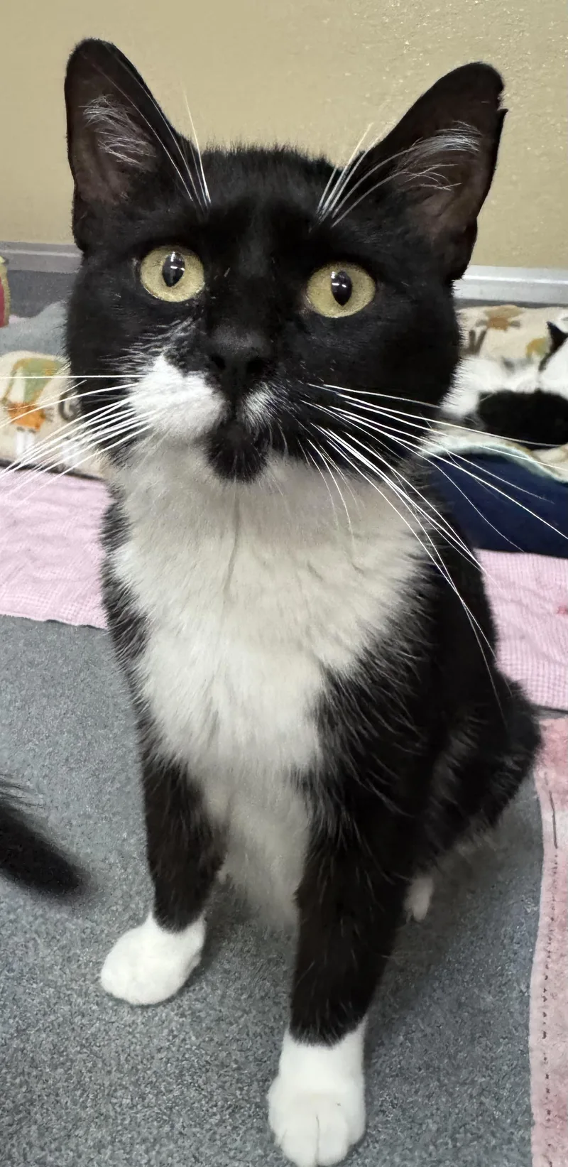 A young medium-sized female Black & White / Tuxedo Domestic Short Hair cat named Poppy for adoption in Tomah, WI