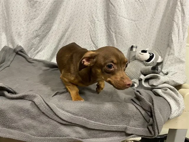 Little Brown One