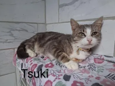 A baby medium-sized female Tabby (Gray / Blue / Silver) Domestic Short Hair cat named Tsuki for adoption in Liverpool, TX