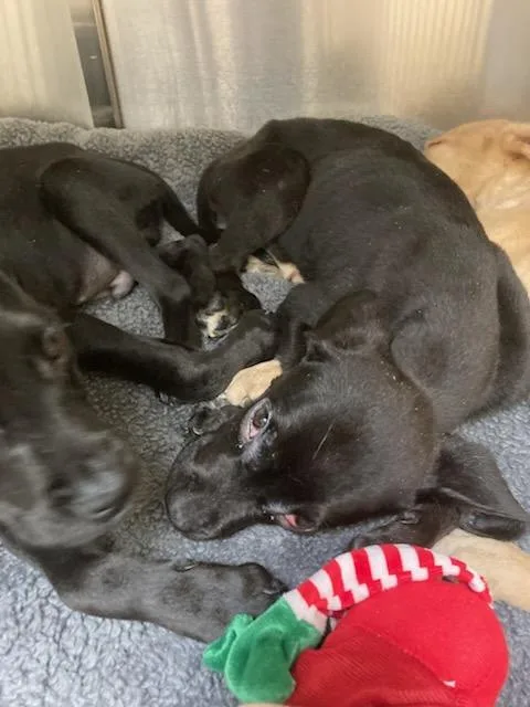 A baby small-sized male Labrador Retriever dog named Moe for adoption in Olivette, MO