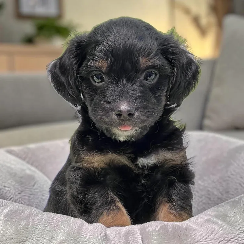 A baby medium-sized male Spaniel dog named Bloom Pup Columbine for adoption in San Diego, CA