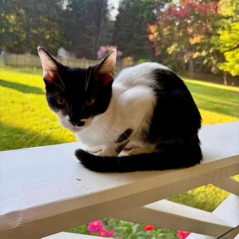 A baby medium-sized female Black & White / Tuxedo Domestic Short Hair cat named Hazel for adoption in Greensboro, NC