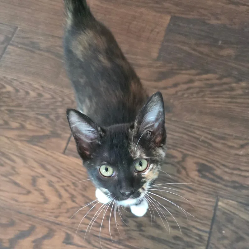 Seraphina