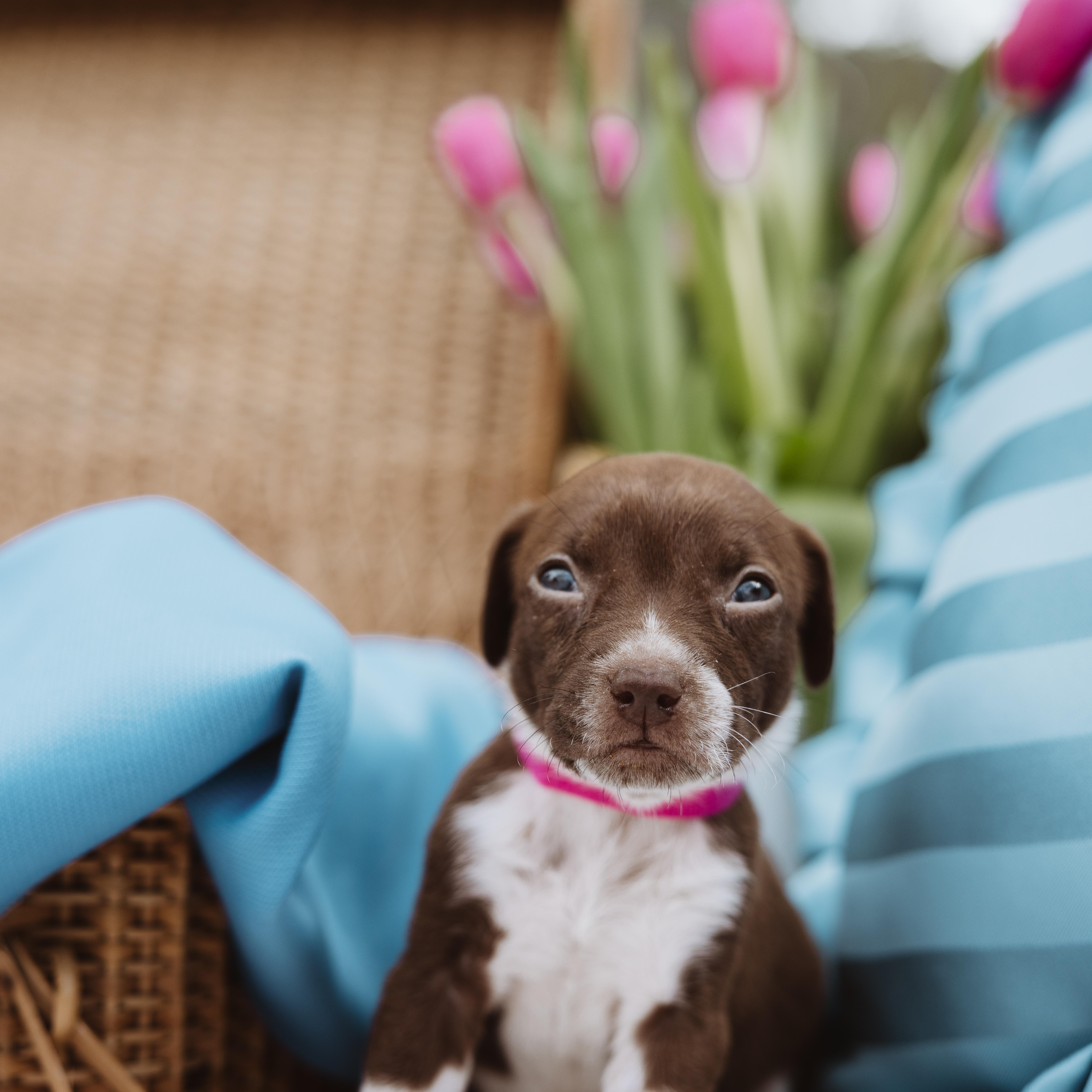 A baby medium-sized female White / Cream Pointer dog named Blue Bonnet for adoption in Spring, TX