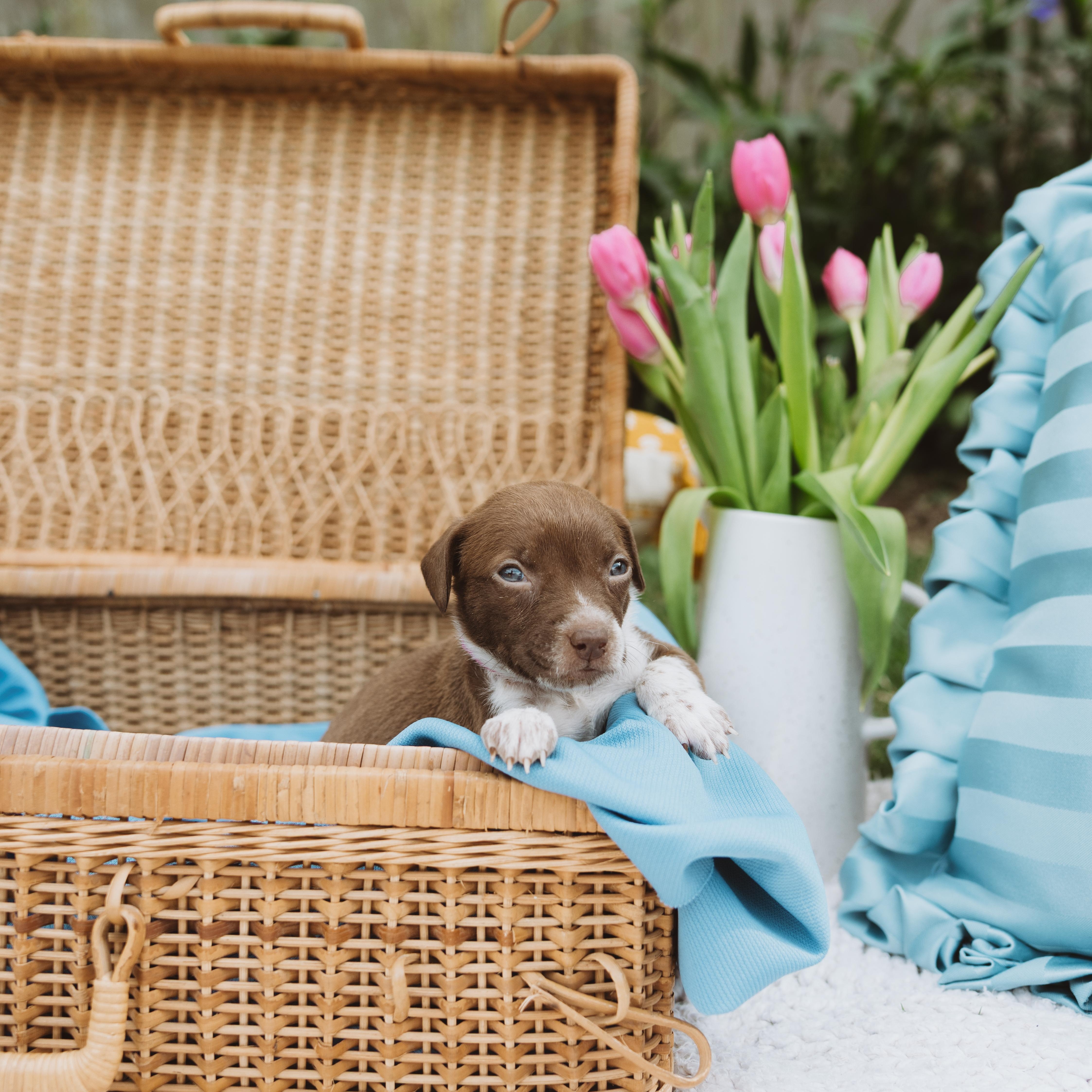 Blue Bonnet thumbnail 2