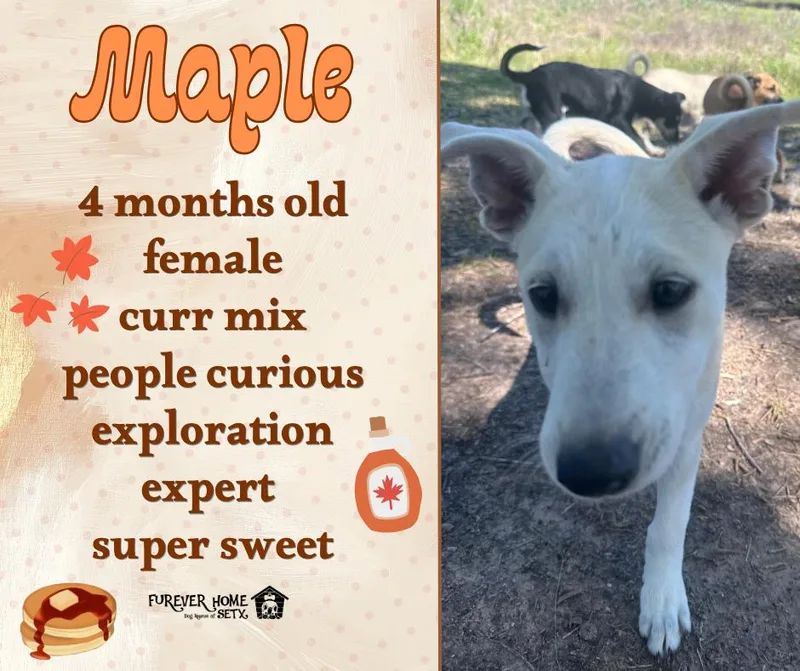 A baby medium-sized female Black Mouth Cur dog named Maple for adoption in Lumberton, TX