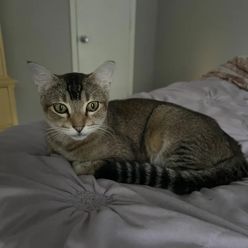 A young medium-sized male Tabby (Brown / Chocolate) Abyssinian cat named Meerkat for adoption in Arlington, TX