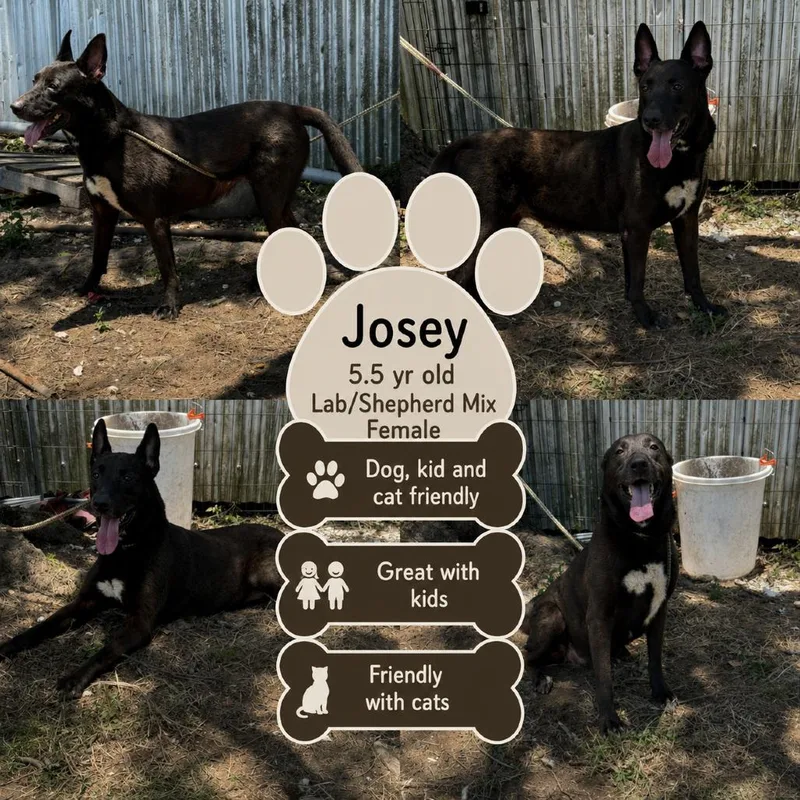 An adult large-sized female Black Shepherd dog named Josey for adoption in Anahuac, TX