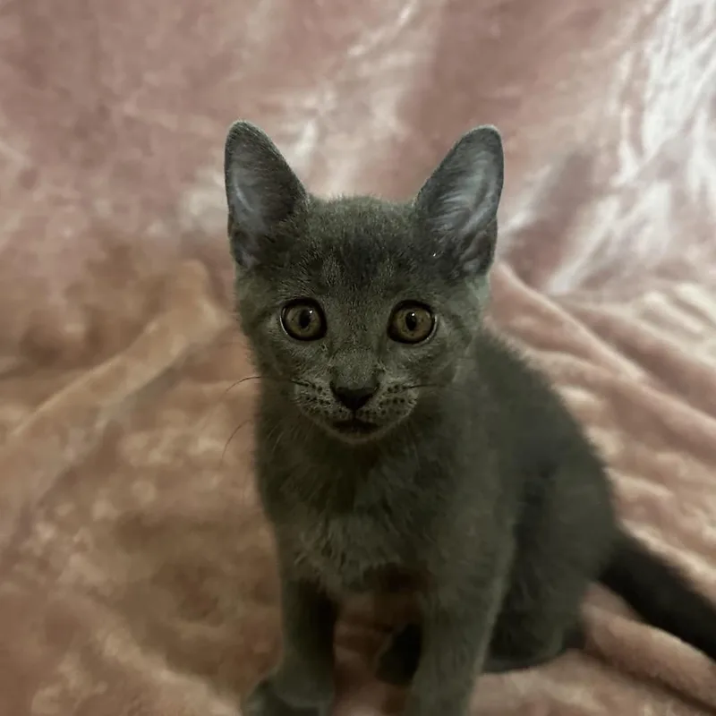 Miso