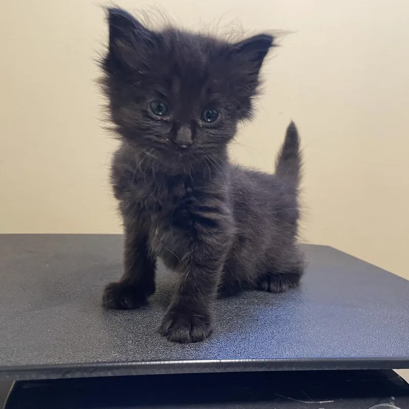 A baby small-sized female Black Domestic Medium Hair cat named Ingeborg for adoption in Pasadena, CA
