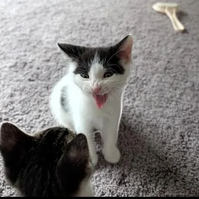 A baby small-sized female White Turkish Van cat named Skye for adoption in Liverpool, TX