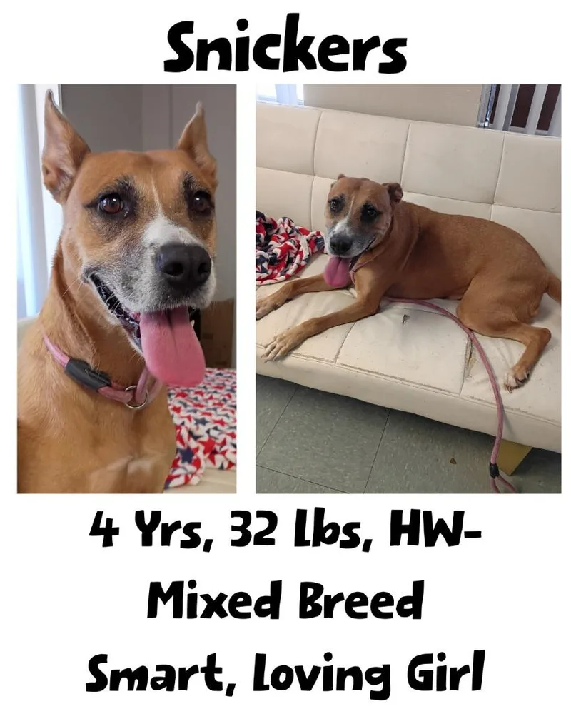 An adult medium-sized female Mixed Breed dog named Snickers for adoption in Albany, GA