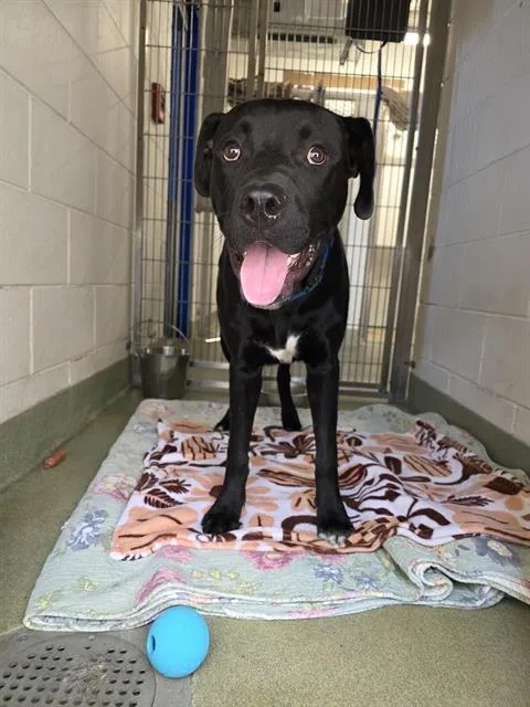 A young medium-sized male Pit Bull Terrier dog named Thorsten for adoption in Albuquerque, NM