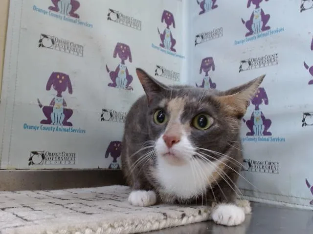 An adult large-sized female Domestic Short Hair cat named Smokey for adoption in Orlando, FL