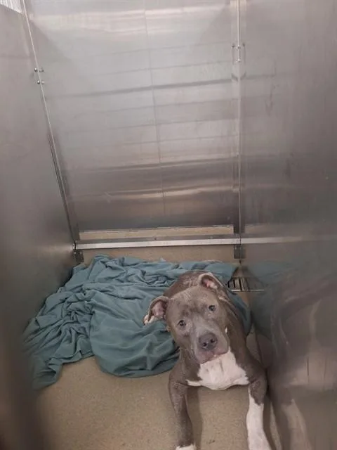A young medium-sized male American Staffordshire Terrier dog named Marlen for adoption in Fort Lauderdale, FL