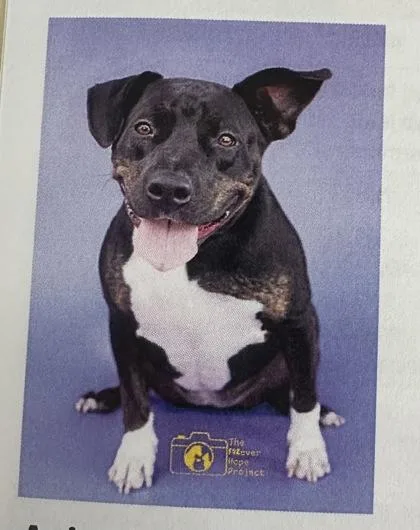 An adult large-sized female Hound dog named Mable for adoption in Palm Coast, FL