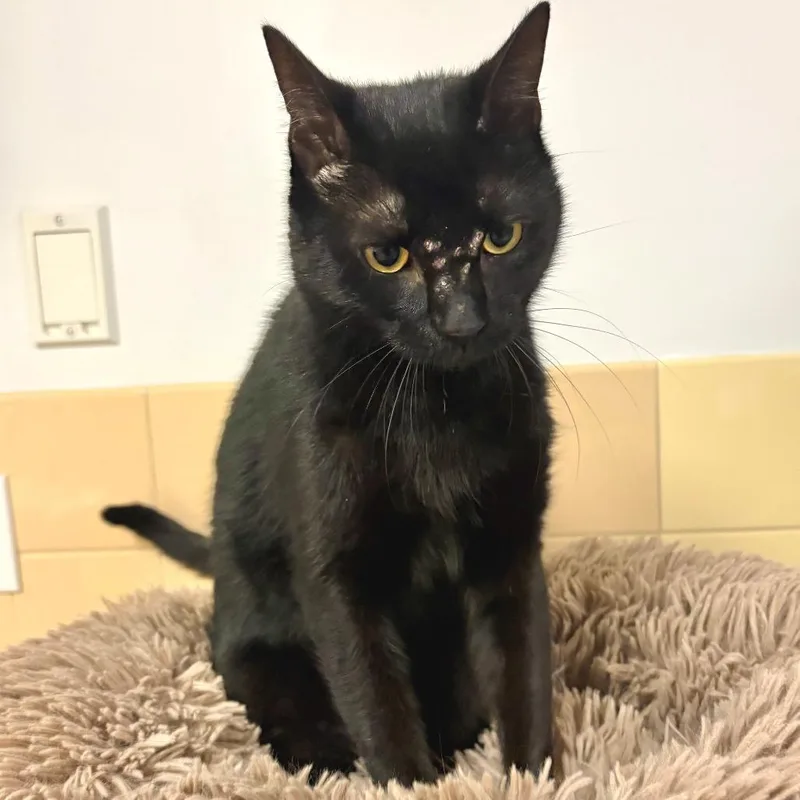 An adult medium-sized male Black Domestic Short Hair cat named Asher for adoption in East Hampton, NY