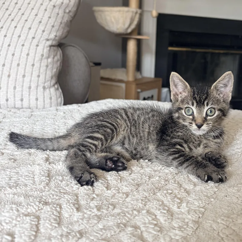 A baby small-sized female Tabby (Brown / Chocolate) Domestic Short Hair cat named Lillian for adoption in Alexandria, VA