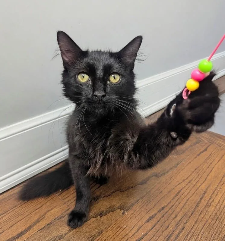 A young medium-sized male Black Domestic Medium Hair cat named Scringly Bob for adoption in North Babylon, NY