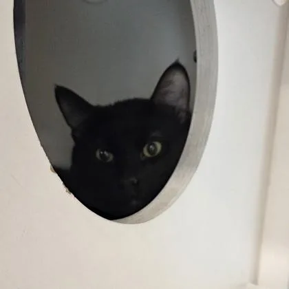 An adult medium-sized male Domestic Short Hair cat named Diaval for adoption in Voorhees, NJ