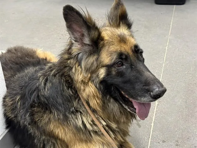 An adult large-sized male German Shepherd Dog dog named Yogi Bear for adoption in Mesa, AZ