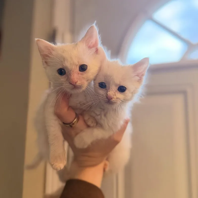 A baby small-sized female White Domestic Short Hair cat named Mango for adoption in Richland, MI