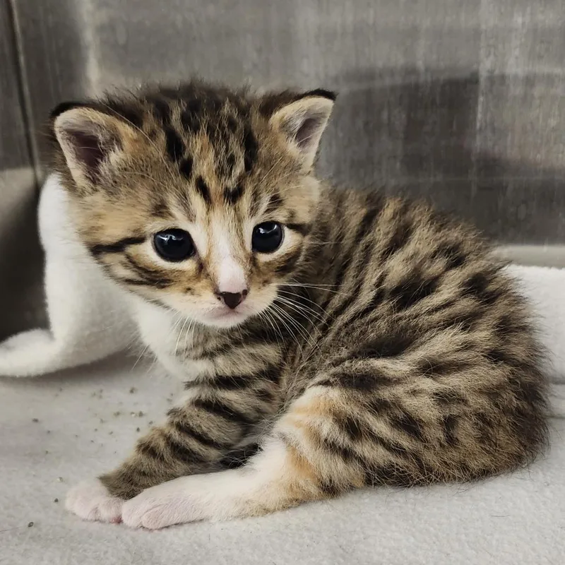 A baby small-sized female Brown / Chocolate Domestic Short Hair cat named Clove for adoption in Middletown, OH