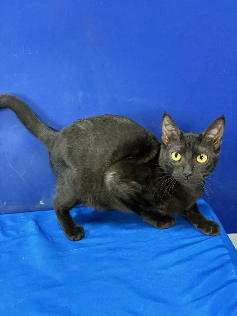 Mini Van thumbnail 2