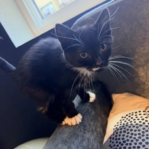 A baby medium-sized female Black & White / Tuxedo Domestic Short Hair cat named Jill for adoption in Hillsboro, OR