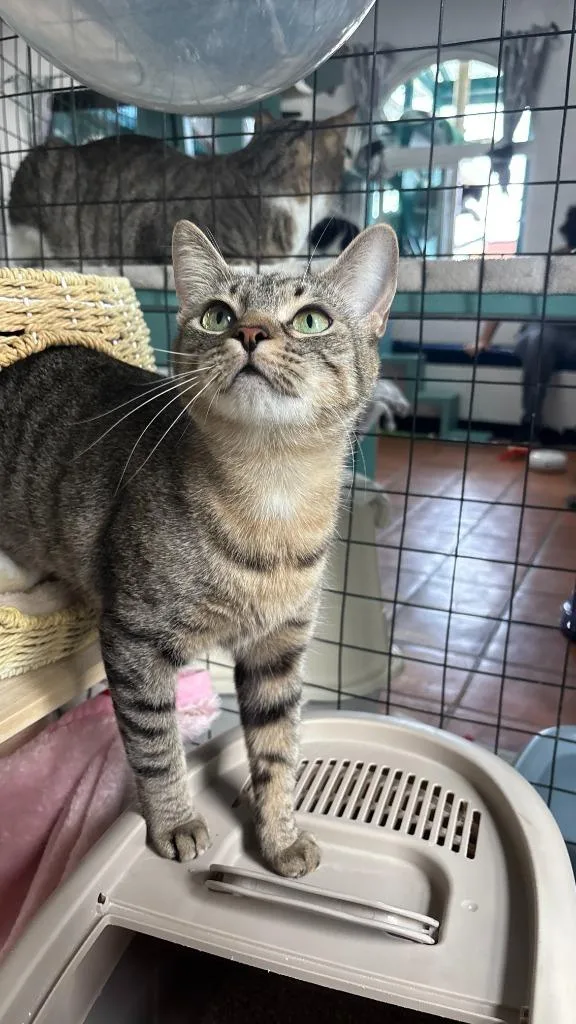 A young small-sized female Domestic Short Hair cat named Selah for adoption in Los Angeles, CA