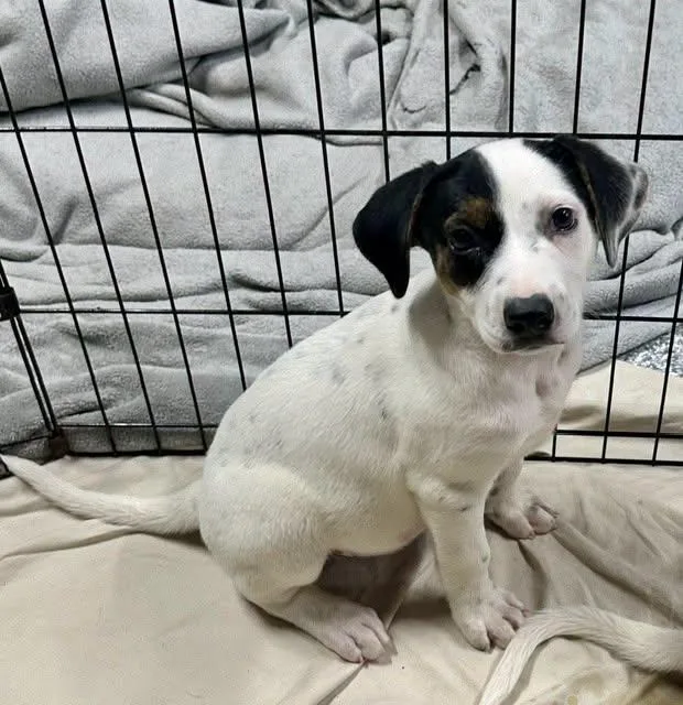 A baby large-sized female Bicolor Coonhound dog named Freckles for adoption in Pacific, MO