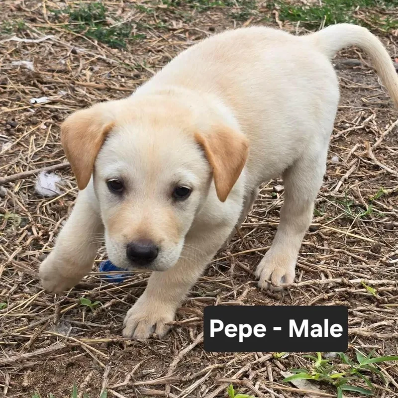 Pepe