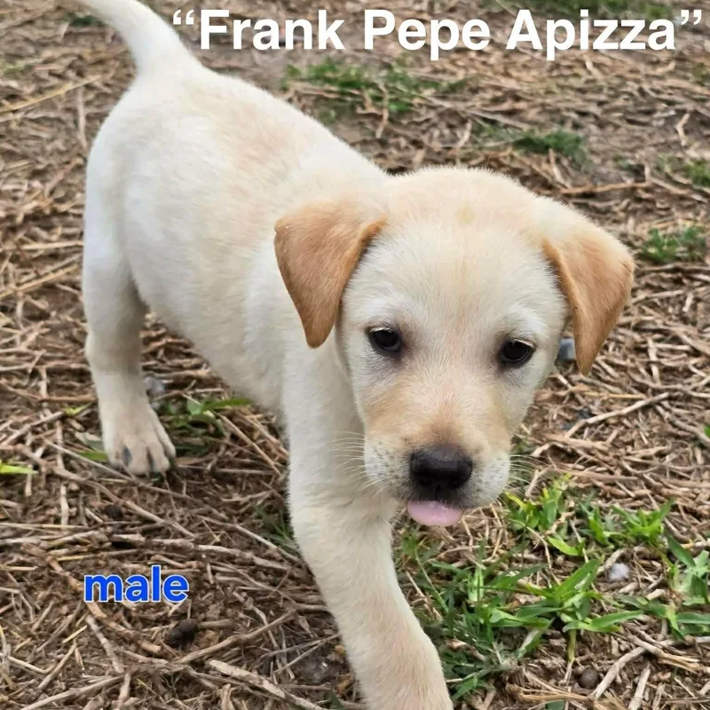 Pepe thumbnail 2