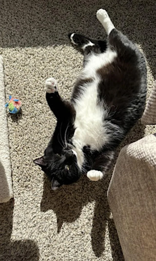 An adult medium-sized female Black & White / Tuxedo Domestic Short Hair cat named Mew for adoption in Amherst, MA