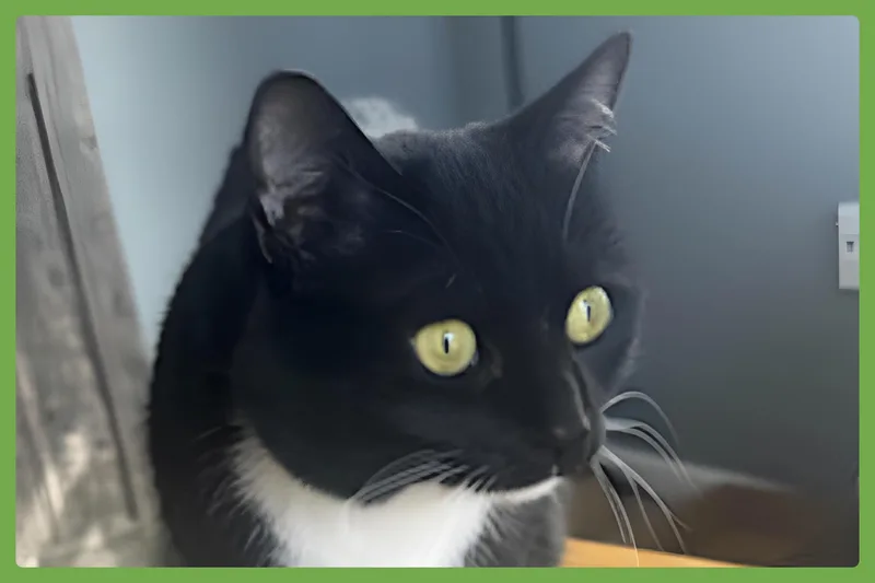 Mew thumbnail 5